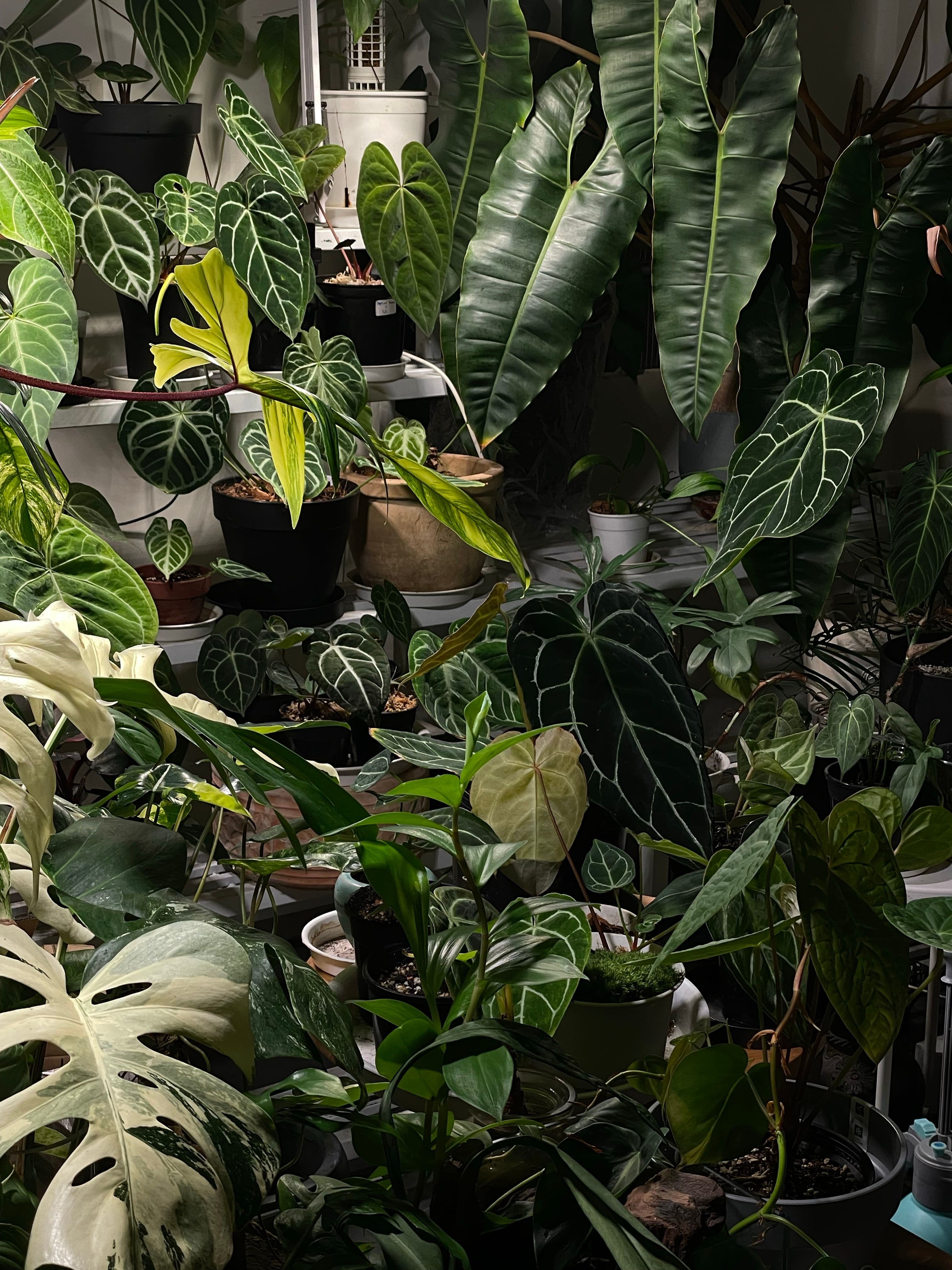 A dense collection of rare houseplants with velvety leaves
