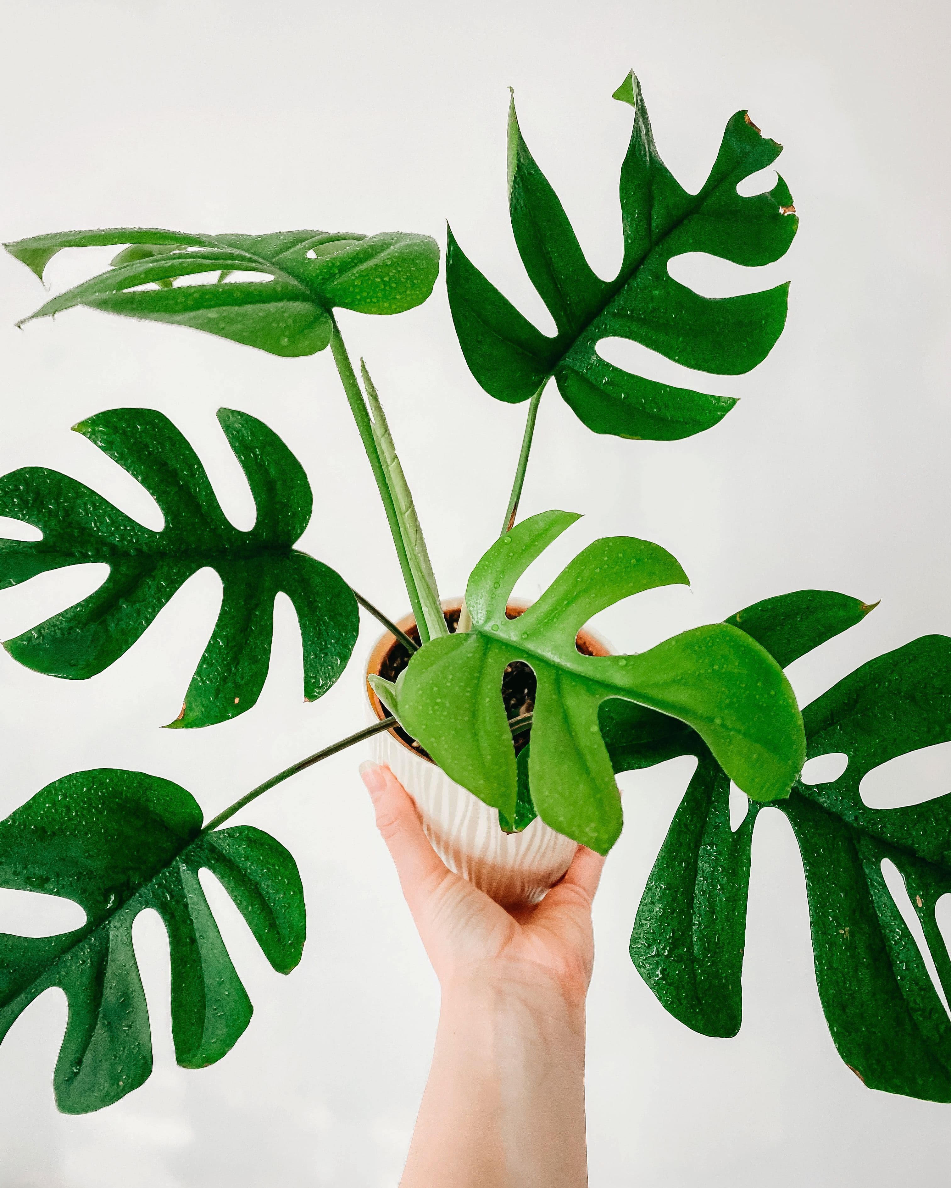 A monstera cutting with visible roots held near a warm wall