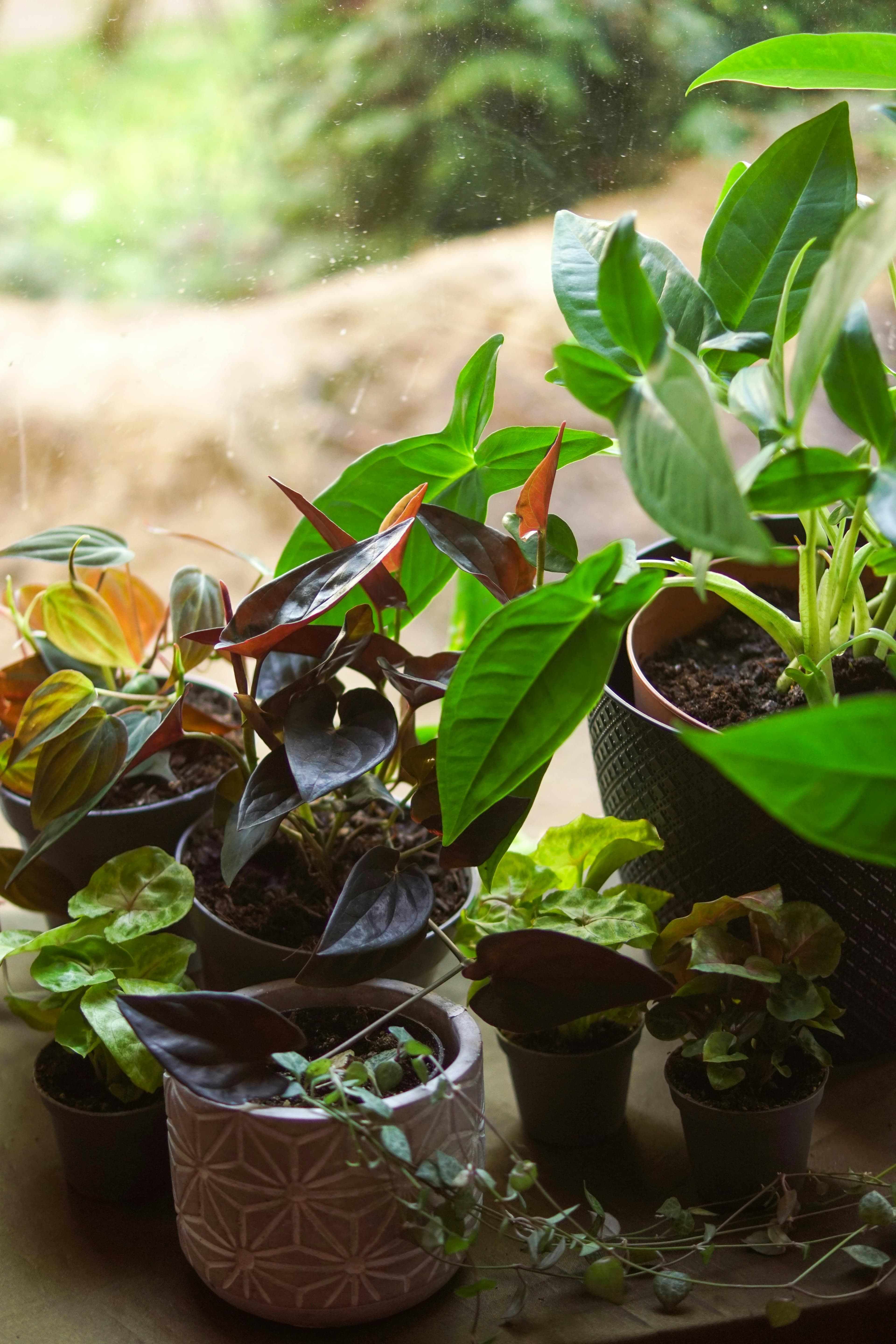 Young plant cuttings arranged in a propagation tray