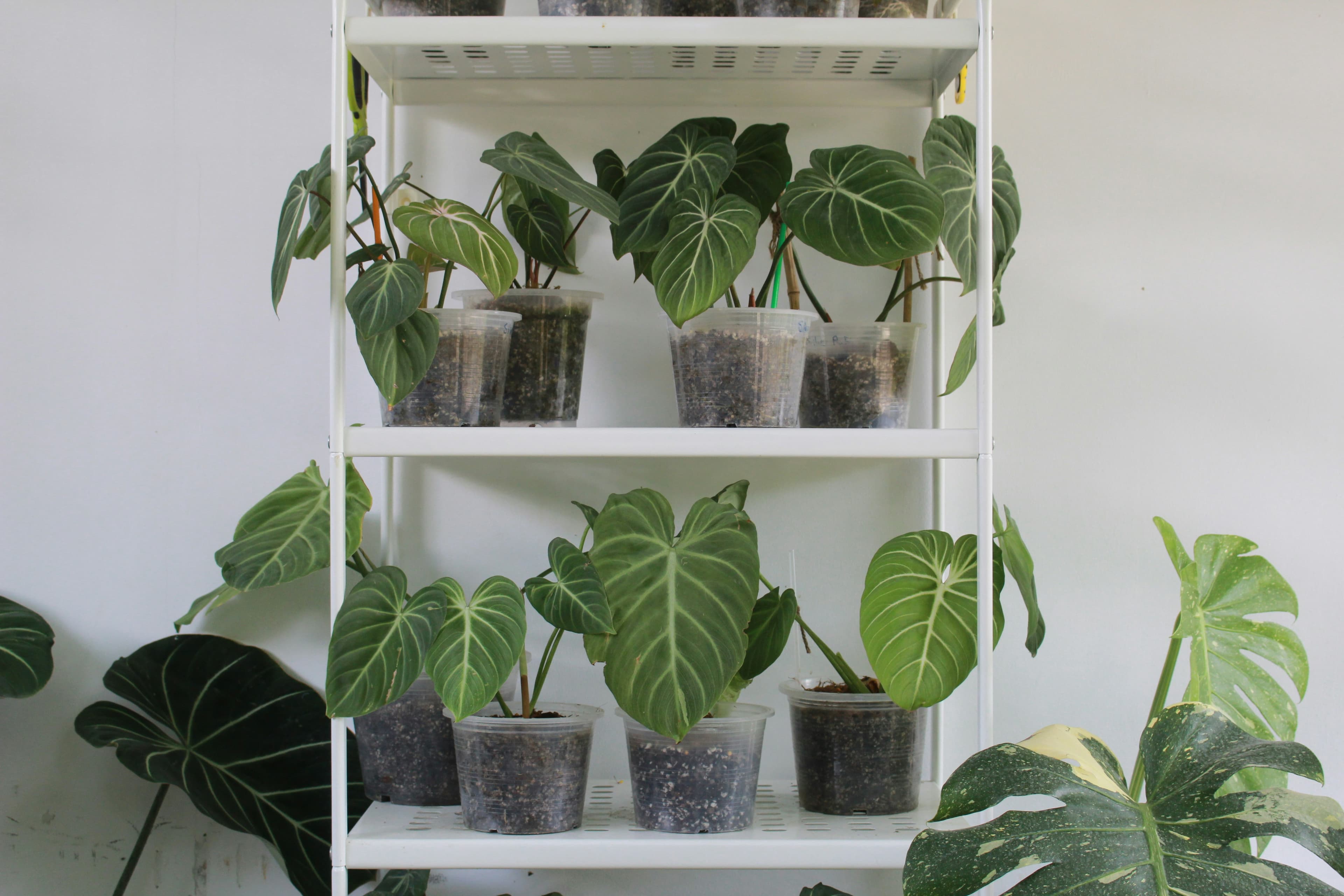 A personal plant shelf with rare houseplants in warm natural light