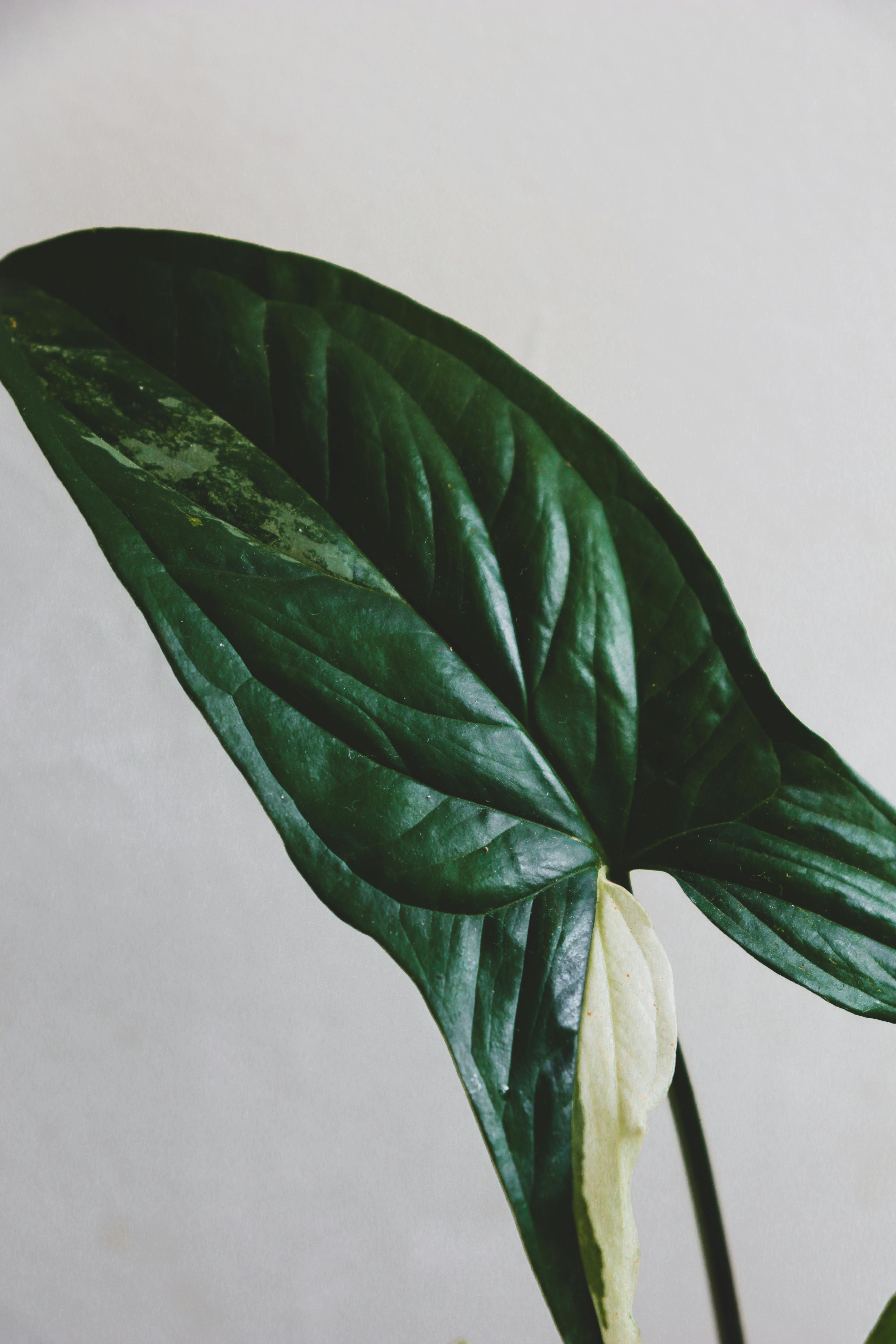 Anthurium crystallinum velvet seedling plant photo