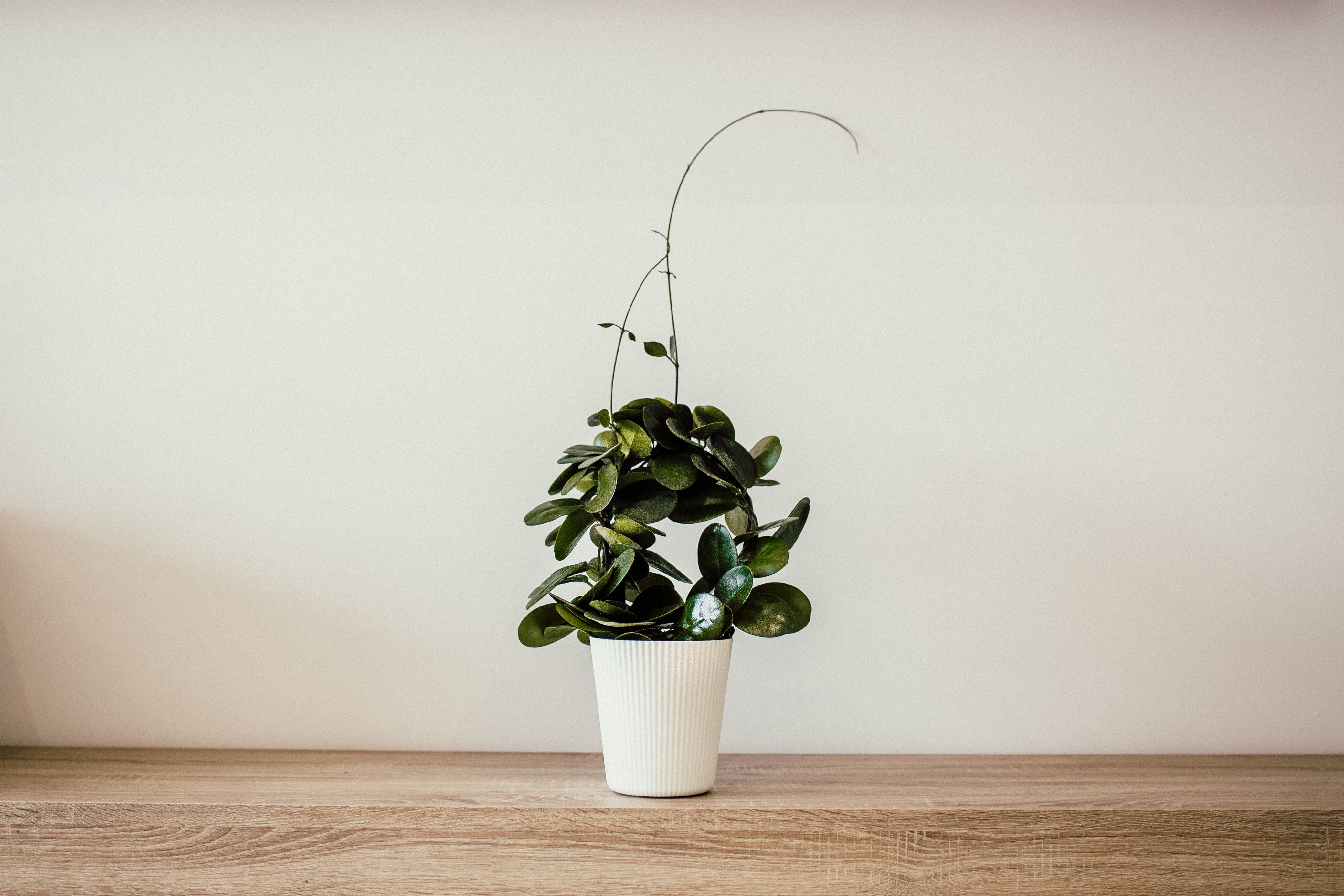 Hoya carnosa Compacta trailing starter pot plant photo