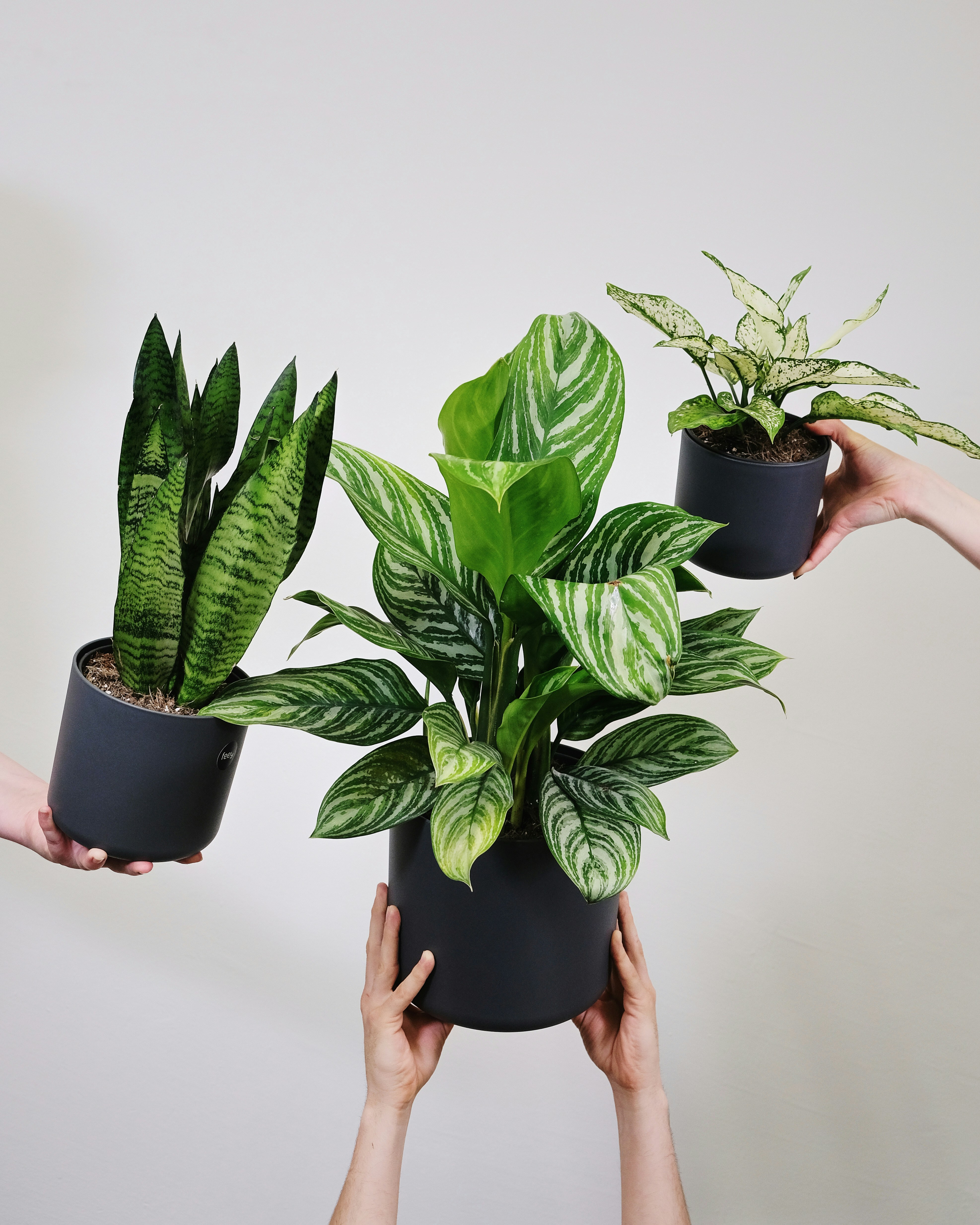 Syngonium Albo Variegata cutting set plant photo